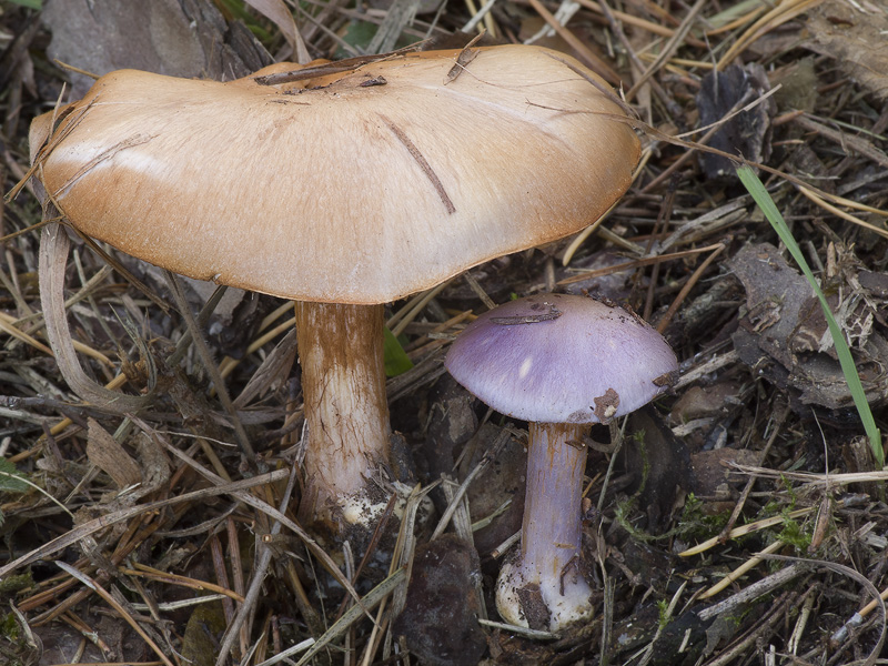 Cortinarius terpsichores